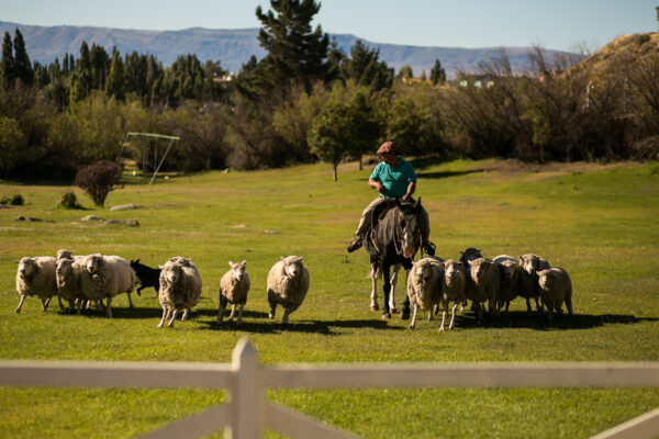 tarde de campo Estancia 25 de Mayo - arreo de ovejas