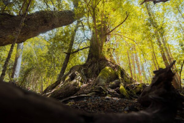 navegación por Lago Argentino y caminata interpretativa por el Bosque Andino Patagónico