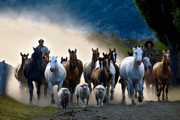 Estancia Nibepo Aike - Imagem 7