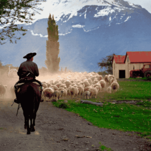 arreo de ovejas en Estancia Nibepo Aike - estancia patagónica