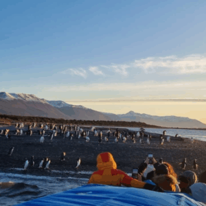 Puerto Almanza with a view of penguins at sunset