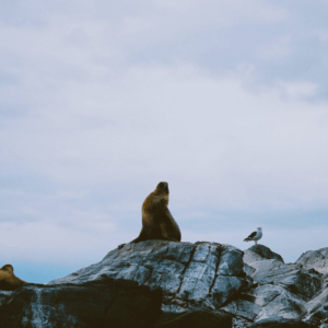 navigation of the beagle channel with view of the penguin colony